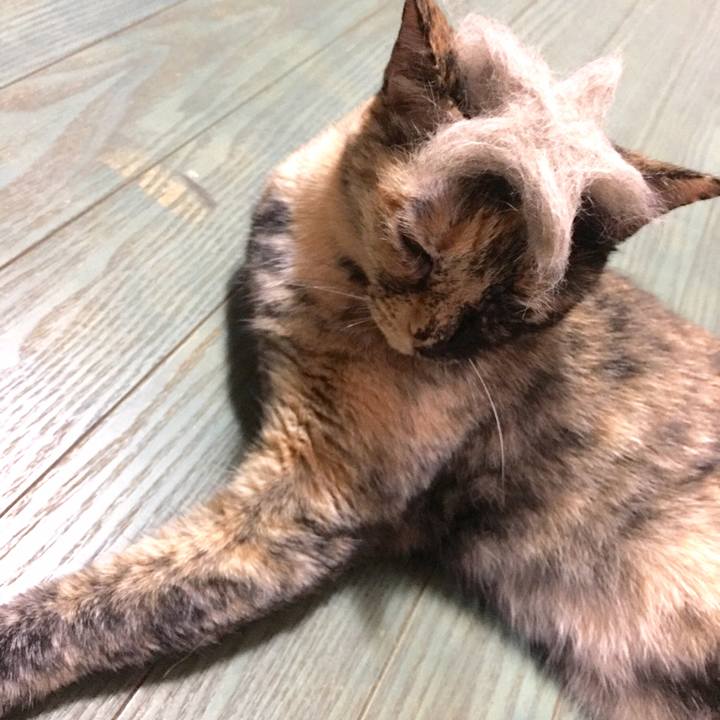 84c6b090 0313 4445 8306 32c8dd1a5927