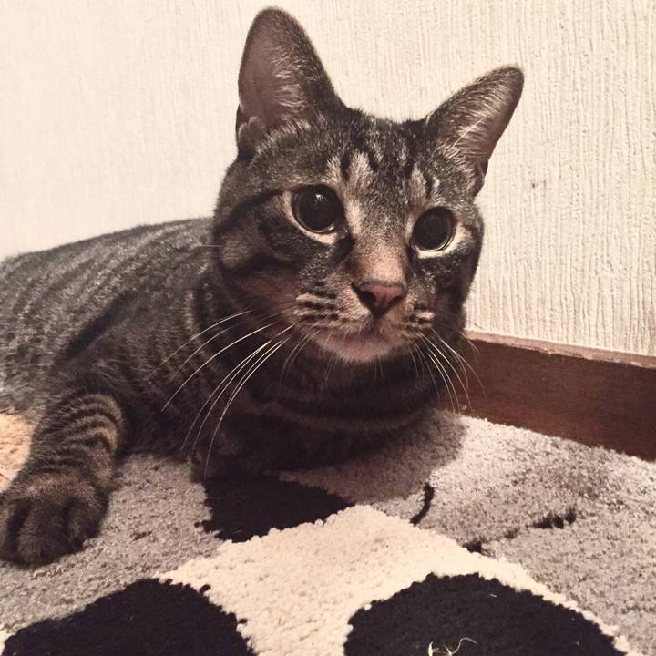 84d603bb ecf1 447c b296 1e22ea688e17