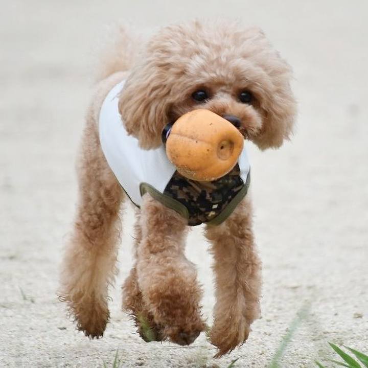 84e0097c 3691 4010 b7db 1aefde90071f