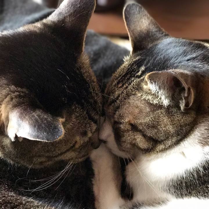 84faa150 d323 4f80 8cd1 c048e90f4619