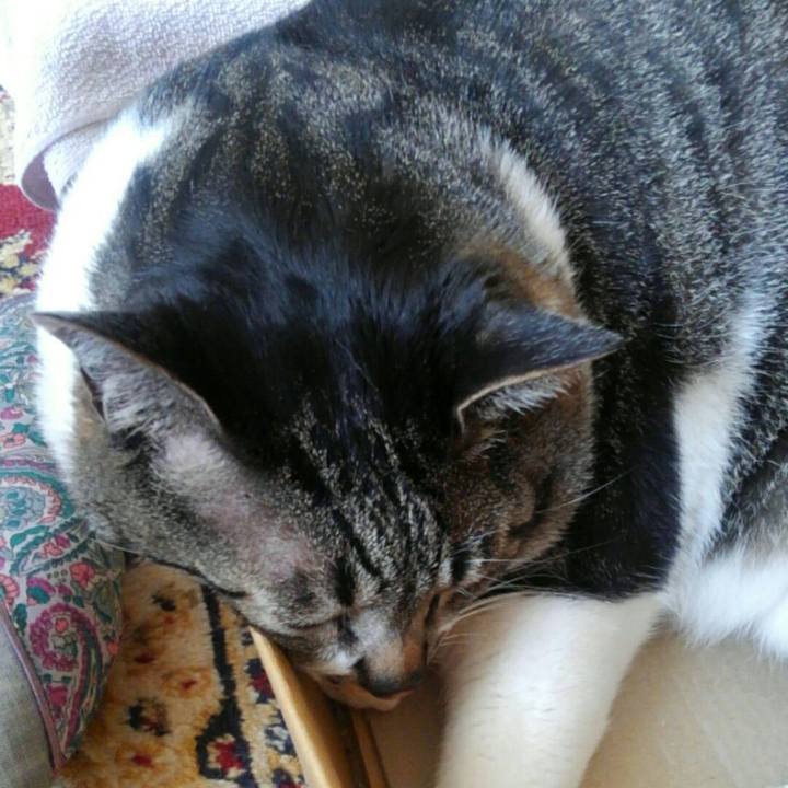 84fac46c ab58 4b58 9b15 6ae2340b85e1