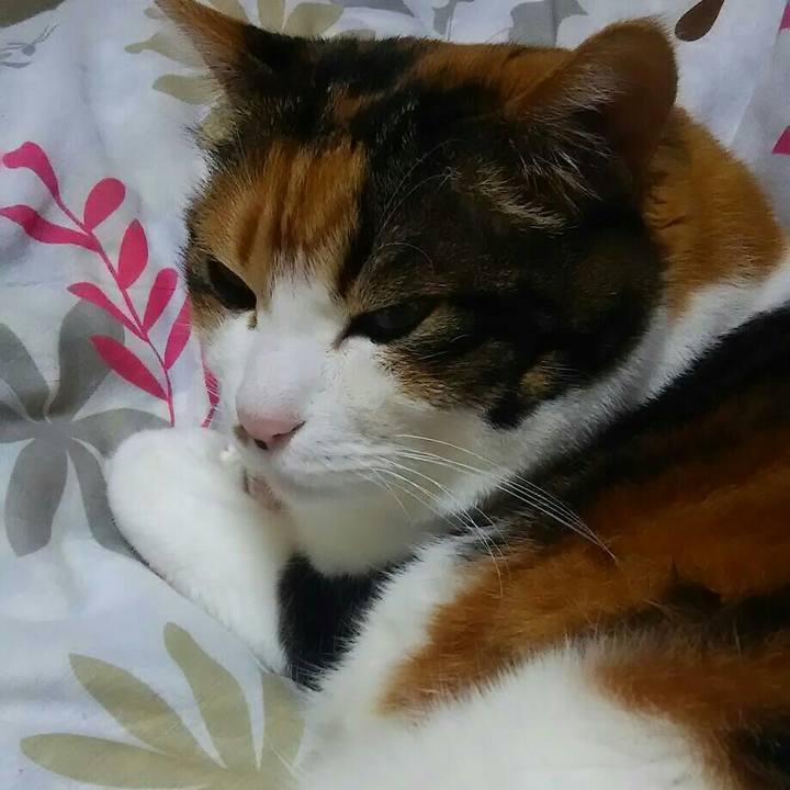 85020323 cd41 413e 96f1 ef08755d9290