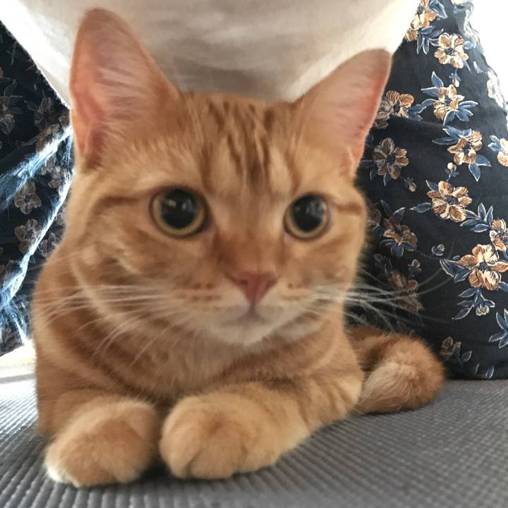 850c872f 67ea 4e37 9bf1 81fcc7c69c18