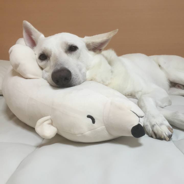 850f756a bf6e 46bb bf56 226dfd96c16b