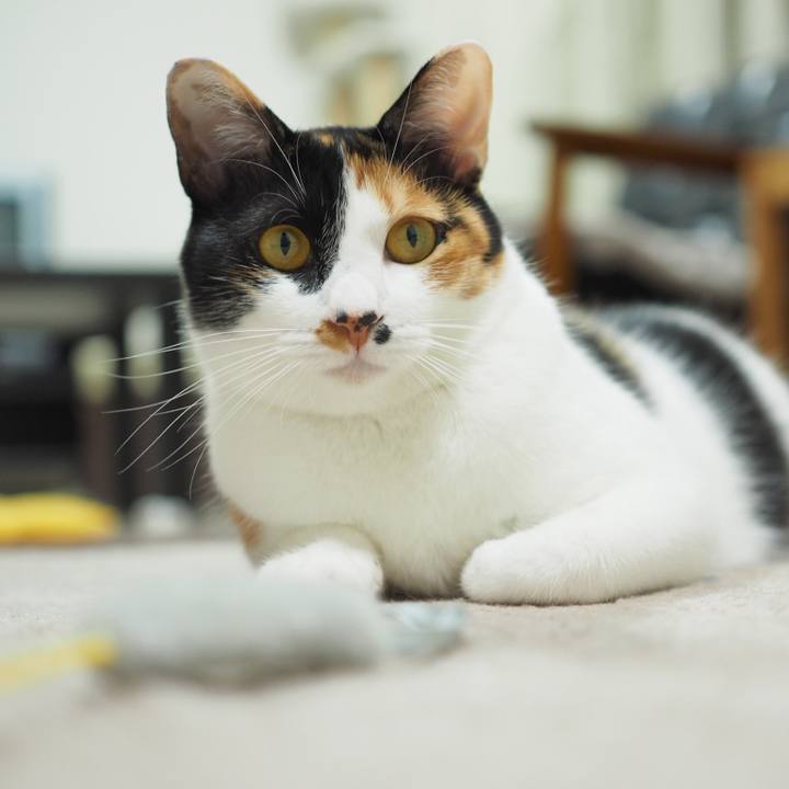 850fb26a 4abc 41c8 a6cb ff3d56a43a0b