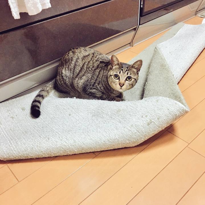 85107806 2d7a 4010 9f64 a55b9178d8fe