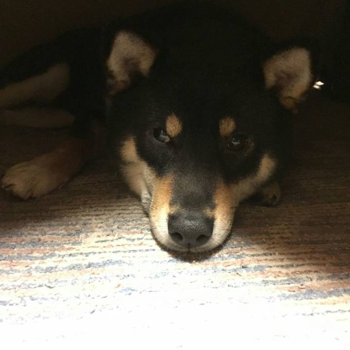 8510e2be 54d8 4e21 90d0 5e013b11dae0