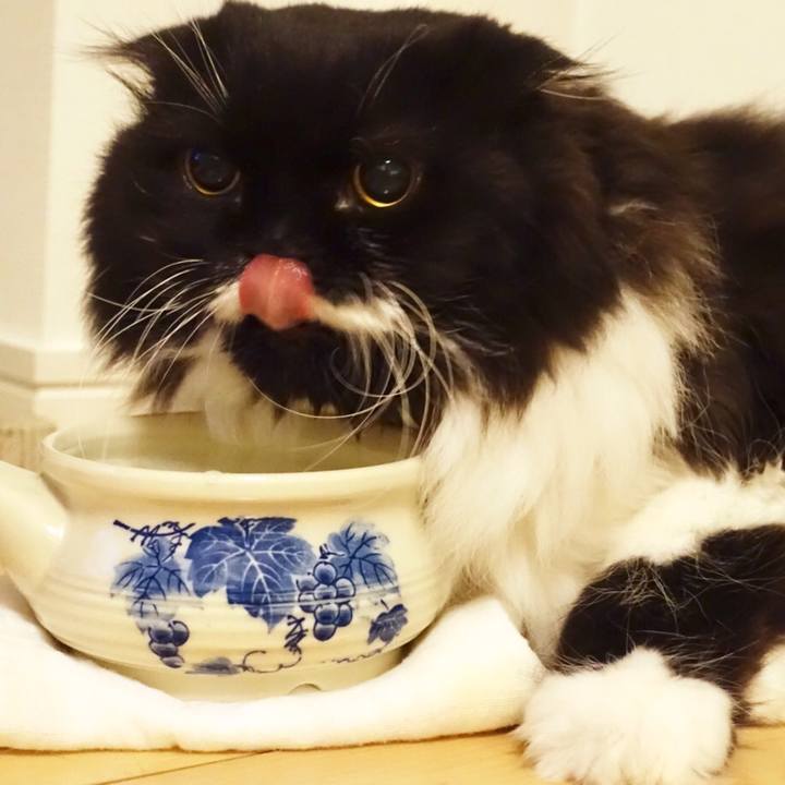 8513e796 223a 42cd 99d1 304c3cd34e6d