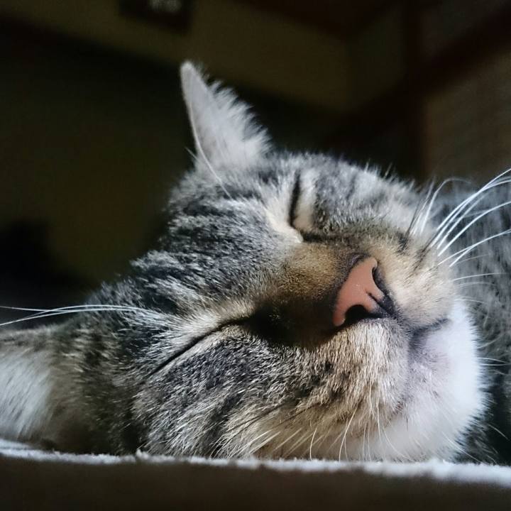 8518eeb0 aace 4448 bace 482b3ba1bf8c