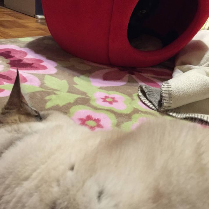 851f469d a906 42d4 be8d 055b8038c538