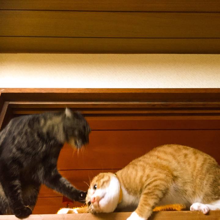 852c145f 1aef 4d4a bf3b a28e56feb86b