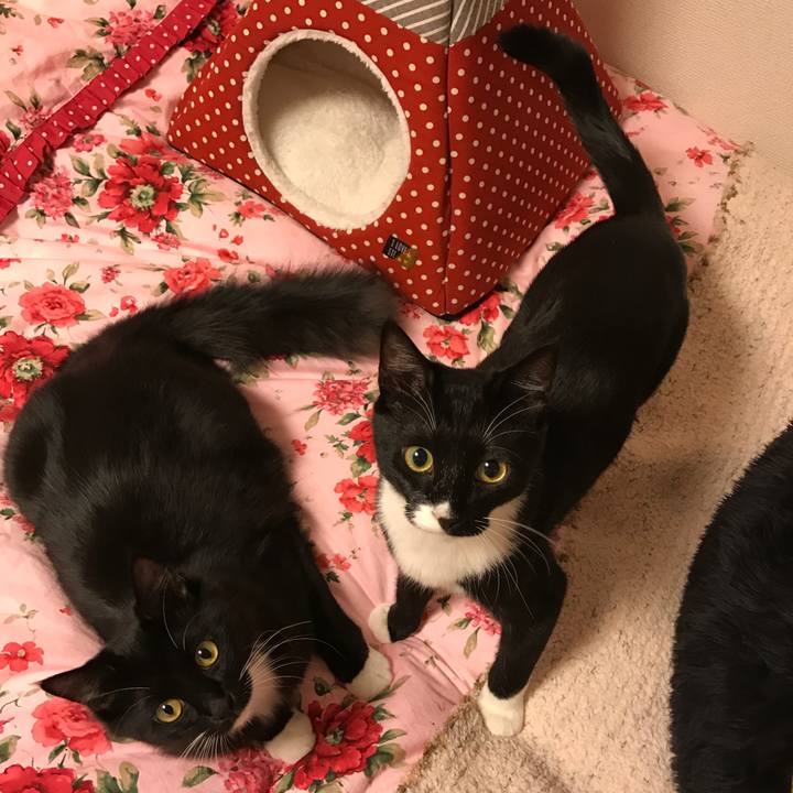 8531525f 1586 400b 9afc 7593cca18773