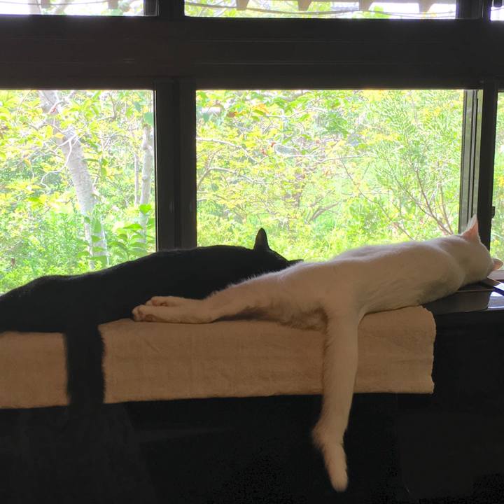 85541903 2279 4bb4 92e1 61f0a291bf58