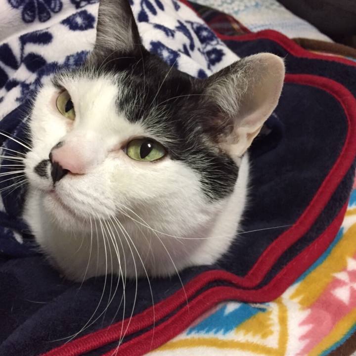 855610c8 bba4 40c2 8af1 6e0da6211c28