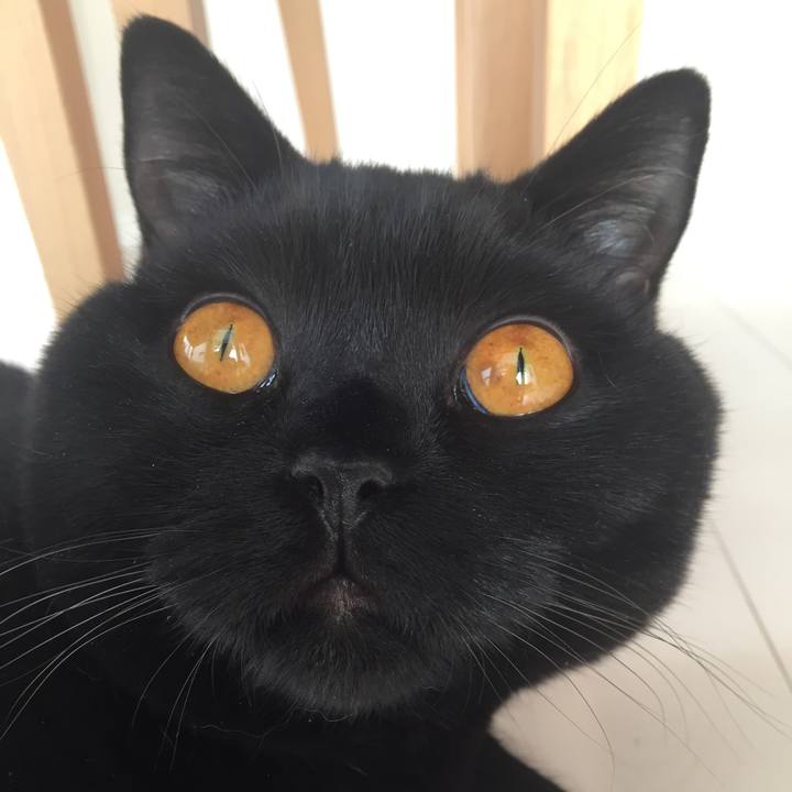 855ffe6d b68c 4f88 857a 6994f0fb6ae4