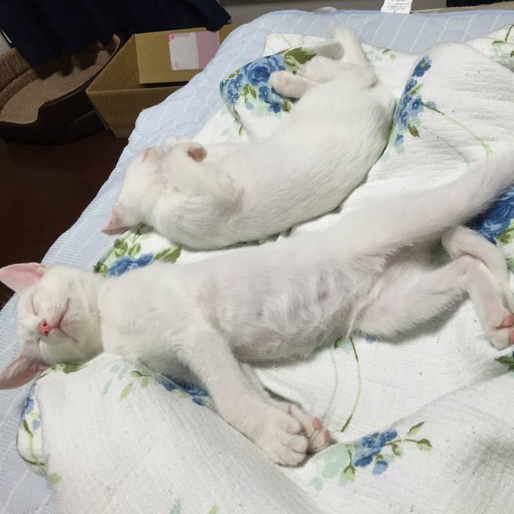 85626821 66fd 4642 9a28 ed18a73d3a94