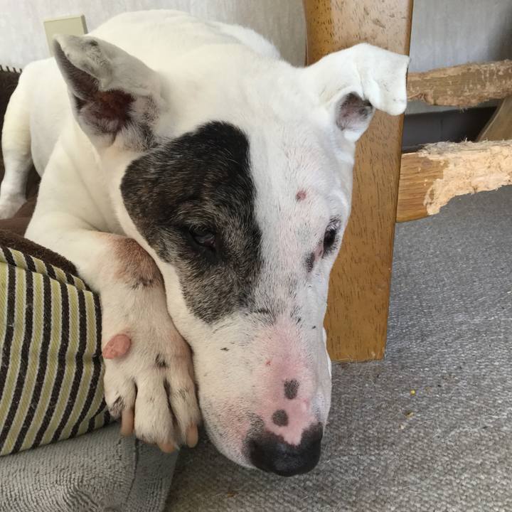 858243a4 28c8 47af be36 af3de186afcc