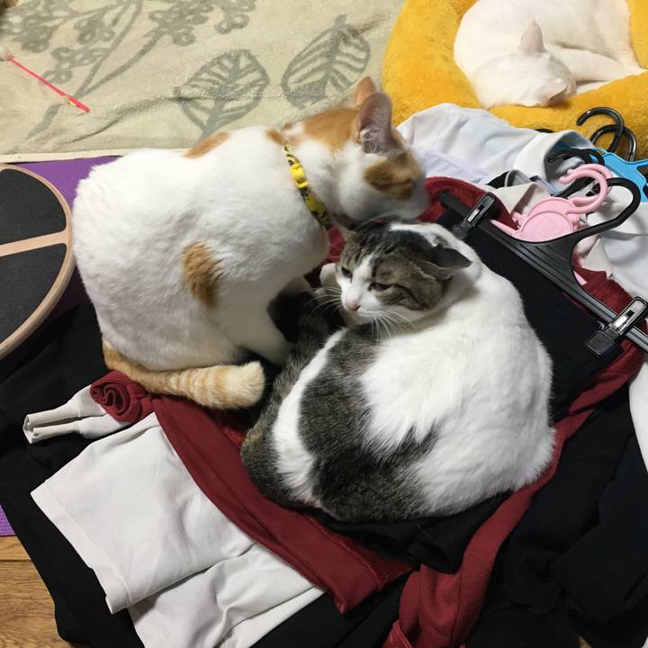 858cce6b ee93 44ea 8ac0 9a1683b37b2f