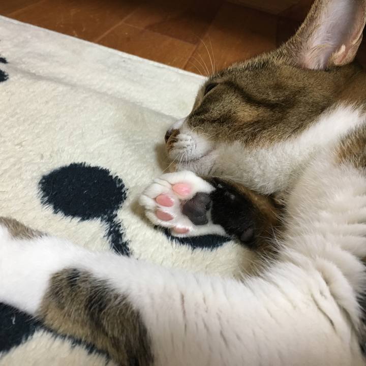 85950cb9 9353 4b65 9757 72cc1c87fa0a