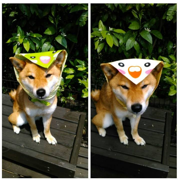 85b3f7fa a6cc 46cc ad01 f52dc25399a4