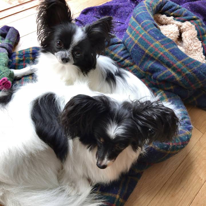 85bc0ed7 9c65 4970 a8bf 487c565f507c