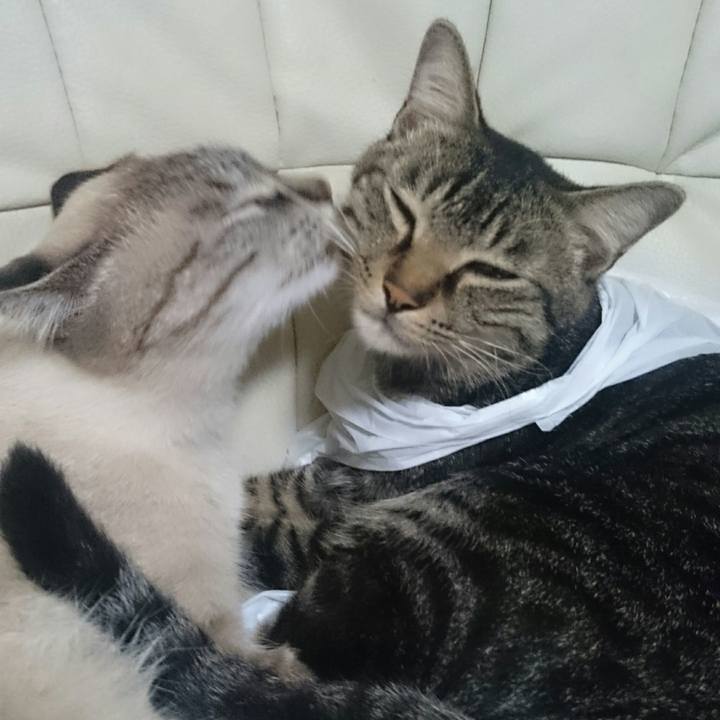 85bc1194 d2fd 4c22 bdb3 4d2c52f76576