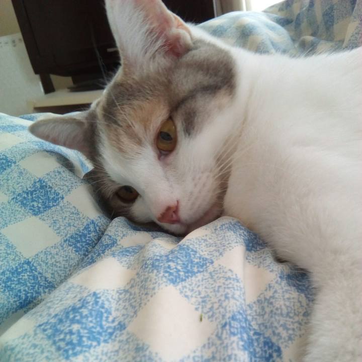 85c1038d a550 45ed 8709 37530be9b91f