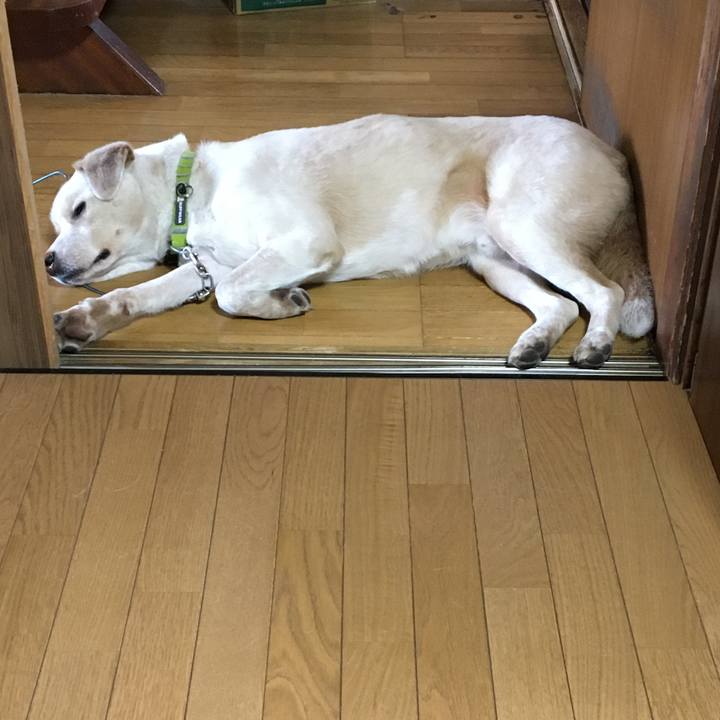 85c2c5af 1d2a 425d a975 b6ab3457946a