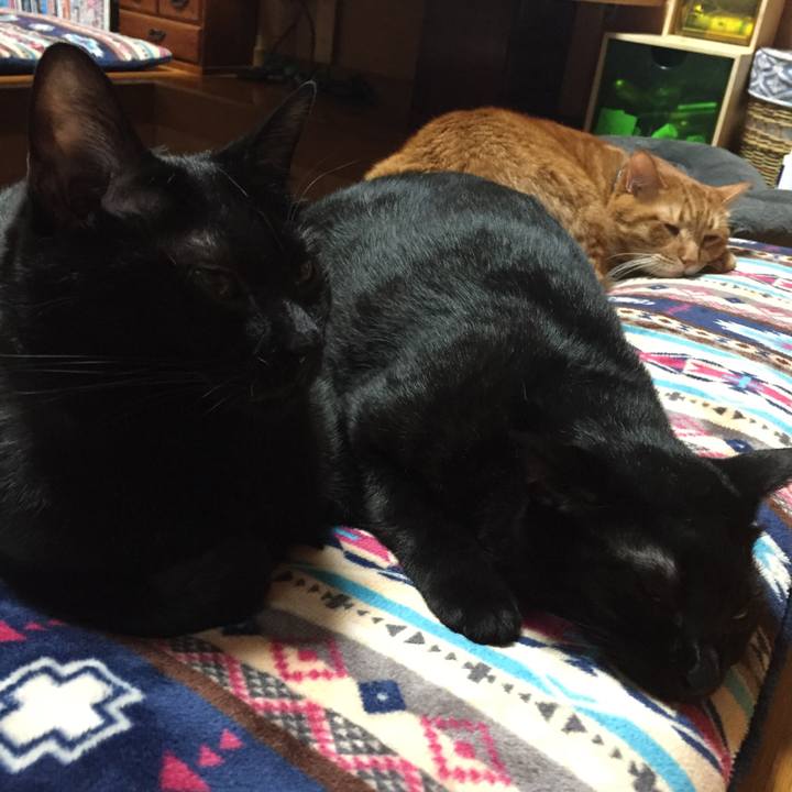 85c5086a 0222 4278 a69e 394dd665342d