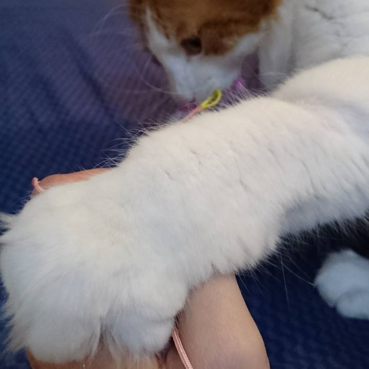 85c9ccf8 ea4a 4417 b0fc 3998afea7468