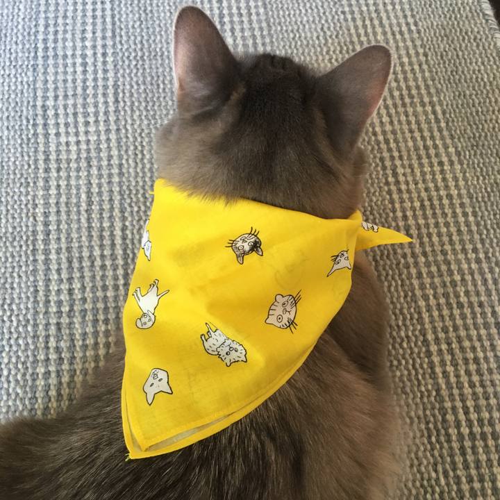 85cdf19f 5153 4edd 940a a9ef5c29d64f