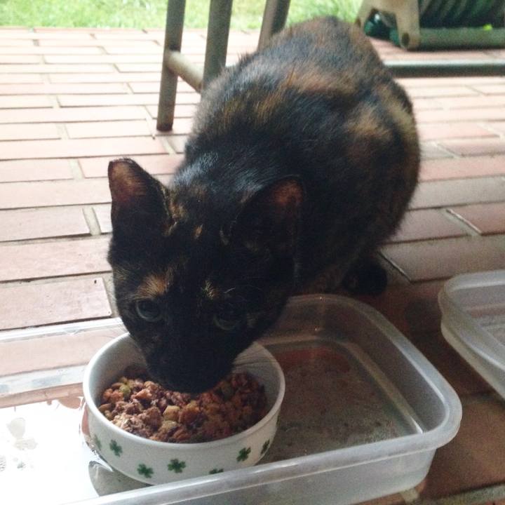 85e2252e b007 4ada a874 1629ad1407ff