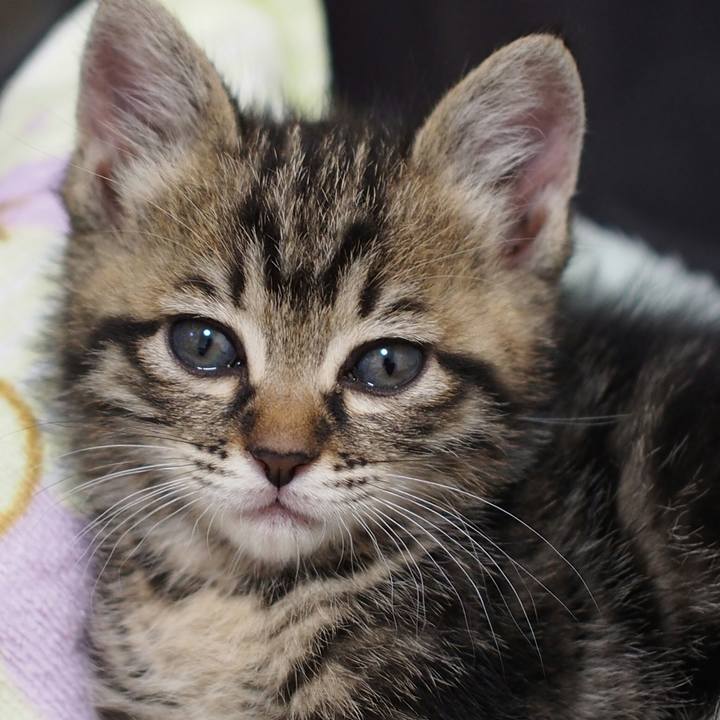 85e8774f d0c5 4886 b78a 0b88a9686b5c