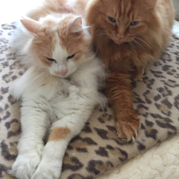 85eb0aa7 6223 4b22 9fb0 39816a538f9e