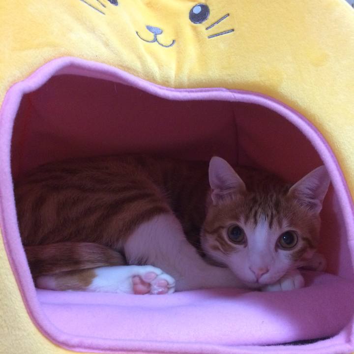 85ed4cc4 7d81 4784 9d18 dc6559bb884d