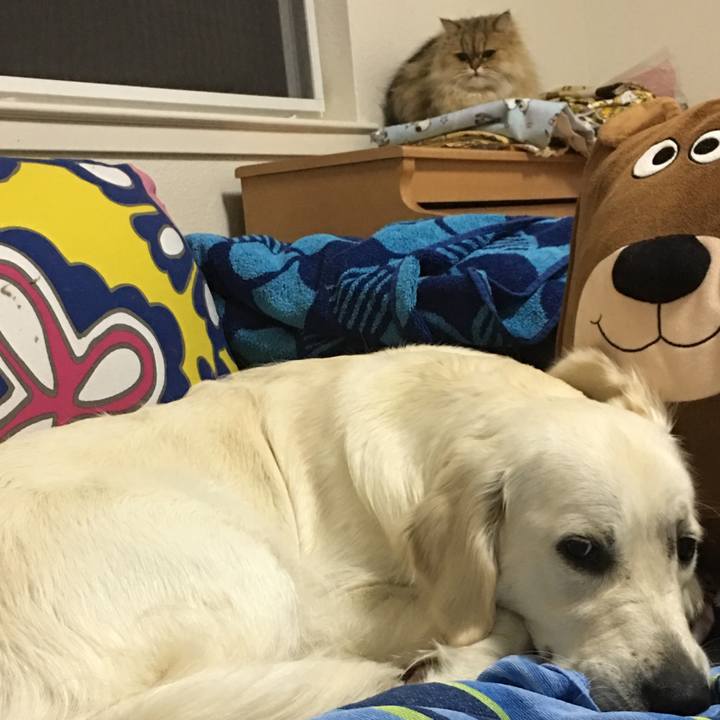 85f23a14 200a 41e6 9c2d 84ab372b2b72