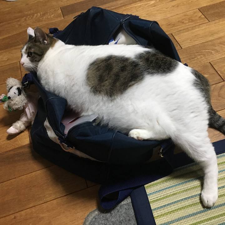 85fdc9ac 3ecc 4cf3 b90c 8b719593a64c