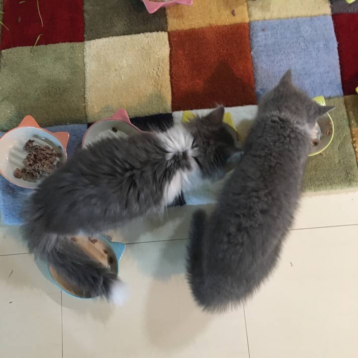 8606b5f5 0ace 4518 80a0 c47612e79004