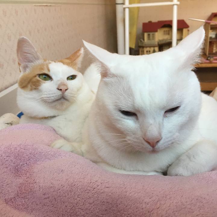 860b882c 04c7 4c73 82d9 7dce03b88023