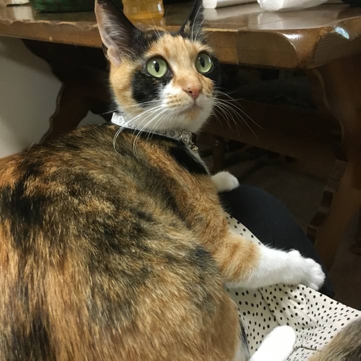 860ca273 6e70 40ab a0b7 abac83778869