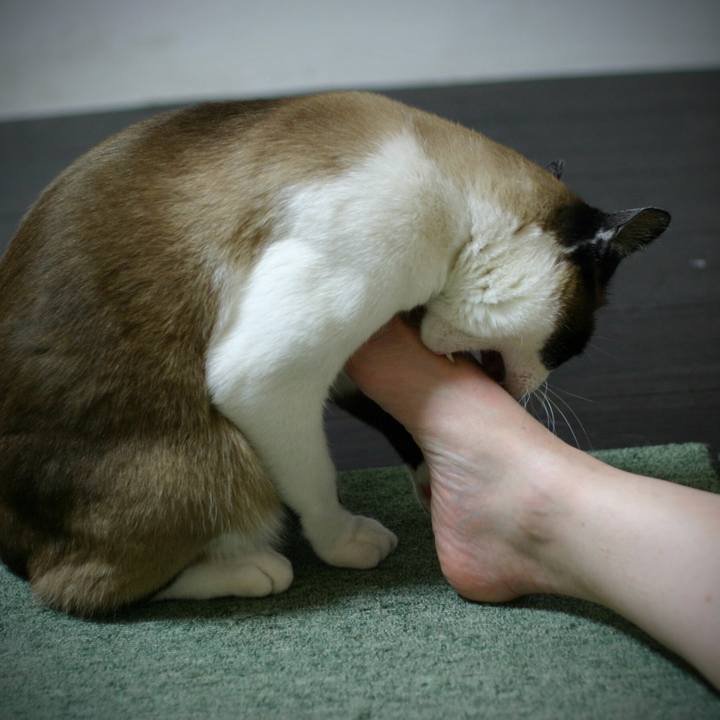 861cdb03 c47a 486f a4ee 27a65f156617