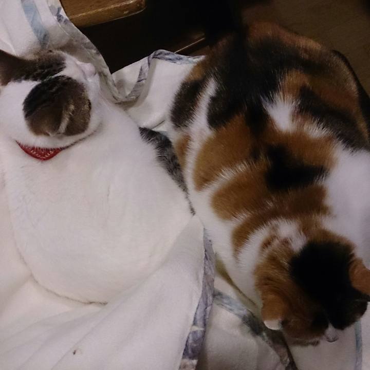 864606c5 c25b 45df b12b 2b6d94a13eaf