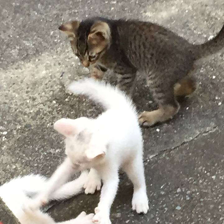 86602550 e8bd 4a83 88f6 0ad6298382f4