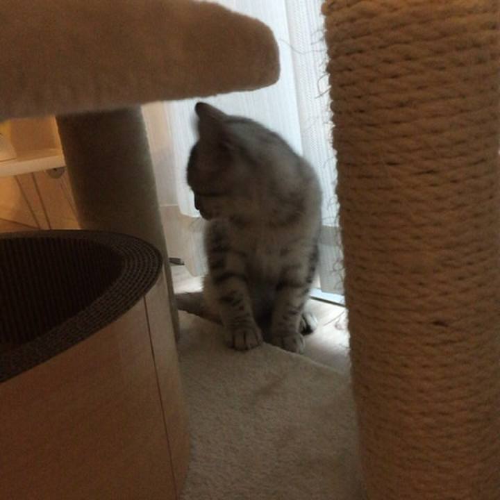 86607bbc baab 43a8 a277 1e6e4dfa4b2b