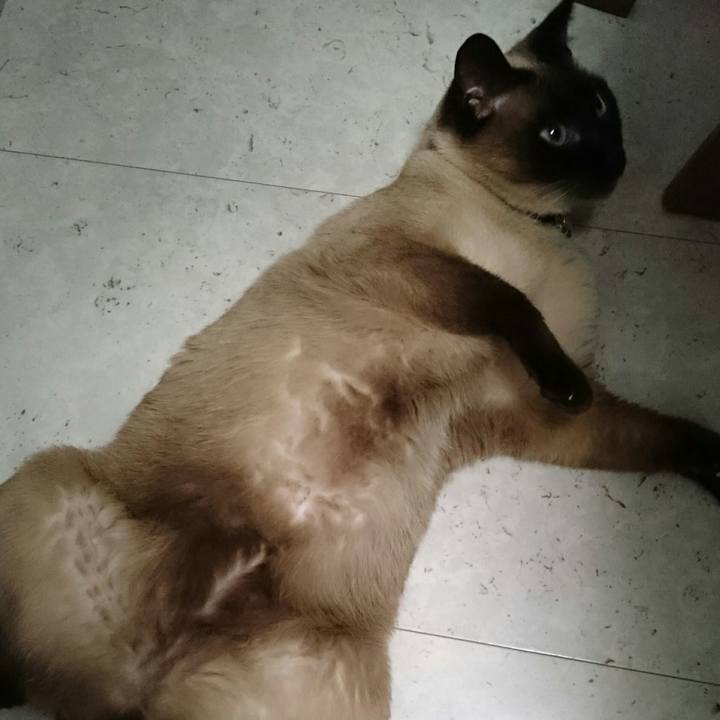 866a8a55 d488 43dc 8c9d 0e57aef41822