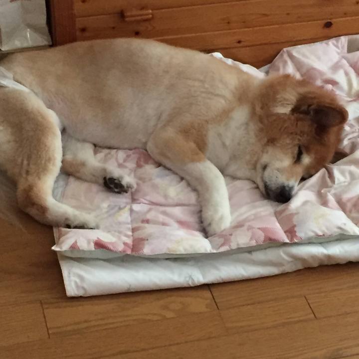 8676de0a 0217 4e0e 876c a41a7b0d40fc