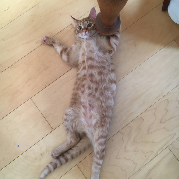 8681aef8 0d81 487e b2b2 f0c1e39ae22c