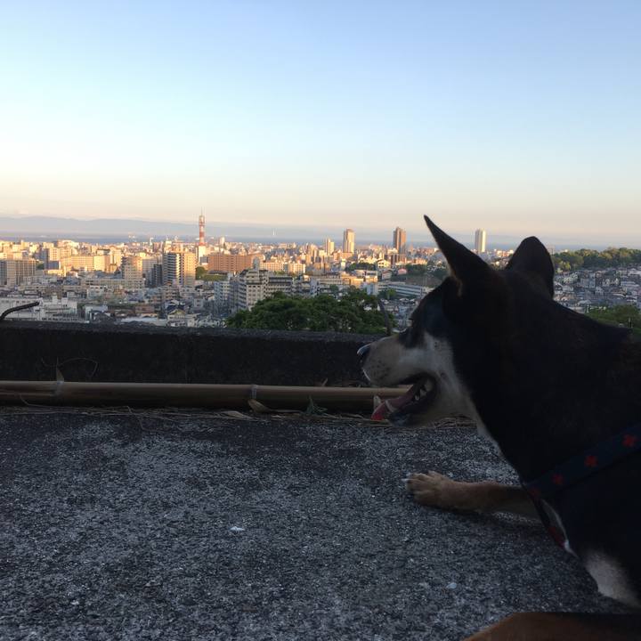 8687ba22 1ee8 415d 8da4 d60d96e459de