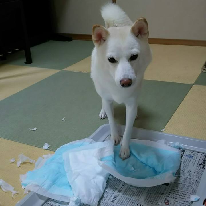 868fe38b 2dfe 4c0d a936 1effd7f8c3fb