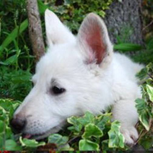 8690f12e 1dcd 493a bfec 873eb29f8de5